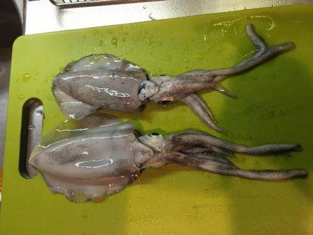 休みが出来たのでエギング 1人釣行